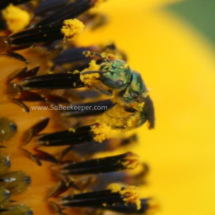 close up of blue sweat bee and its face lots of pollen