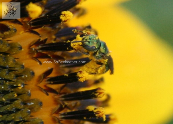 face and body full of pollen is this green sweat bee on a sunflower