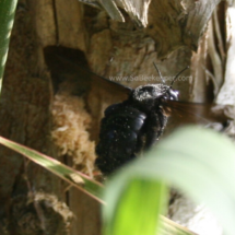 close up of the carpenter bee flying away