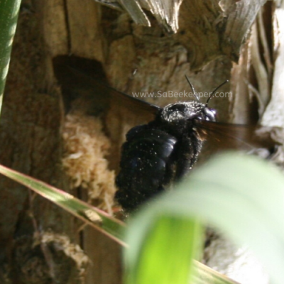 Carpenter Bee Building a Nest