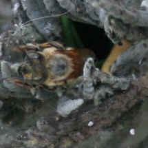 close up of the red leaf cutter bee