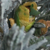 entering the nest with the leaf