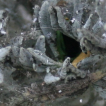 entrance of the leaf cutter bees nest