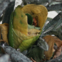 fitting the leaf into the shape of the nest covering the other leaf with and sealing.