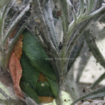 green leaf nest of a leaf cutter bee