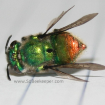 green metallic orchard bee