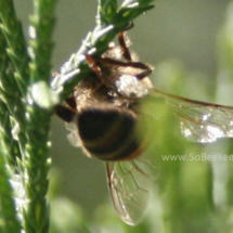 honey bee and wax in baskets