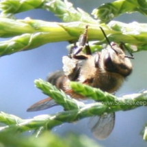 honey bee collecting wax from cedar leaves in sunlight