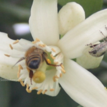 honey bee diving in the blossoms