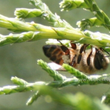 honey bee foraging white wax on cedar tree