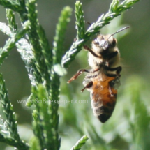 honey bee hanging on the cedar leaves