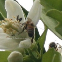 honey bees foraging blossoms