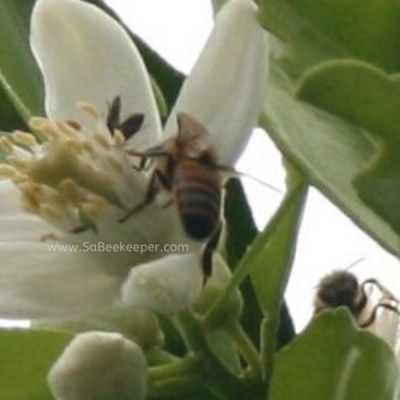 Honey Bees Pollinating Blossoms