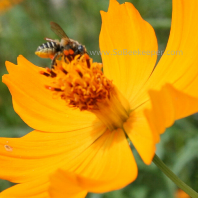 A Leafcutter Bee on Cosmos Flowers