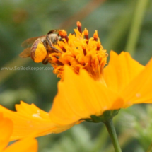 leaf cutter red bee