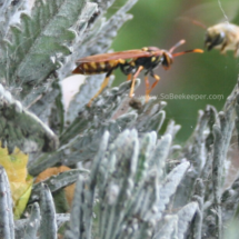 leafcutter bee confronting the wasp