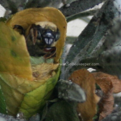 Nest Building video of Leafcutter Bee