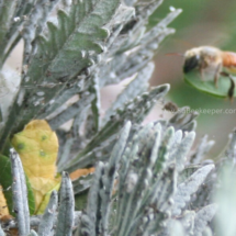 leafcutter bee returning with a leaf