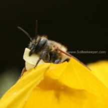 leafcutter bee with leaf in nippers