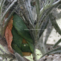 leafcutter red bee nest