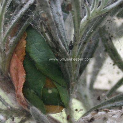 Red Leafcutter Bees Nest.