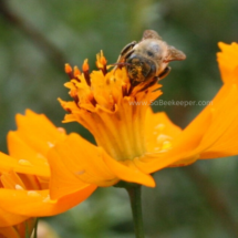 obtaining pollen from flowers the red bee