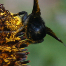 obtaining pollen from sunflower a black bumble bee