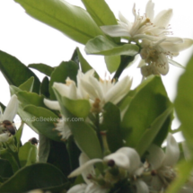 orange blossoms and bees