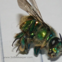 orchard bee pollen baskets on its hind legs