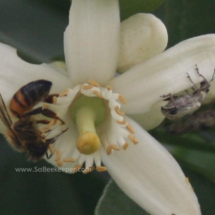 other insects and honey bee on blossoms