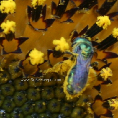 Green Sweat Bee on Sunflowers