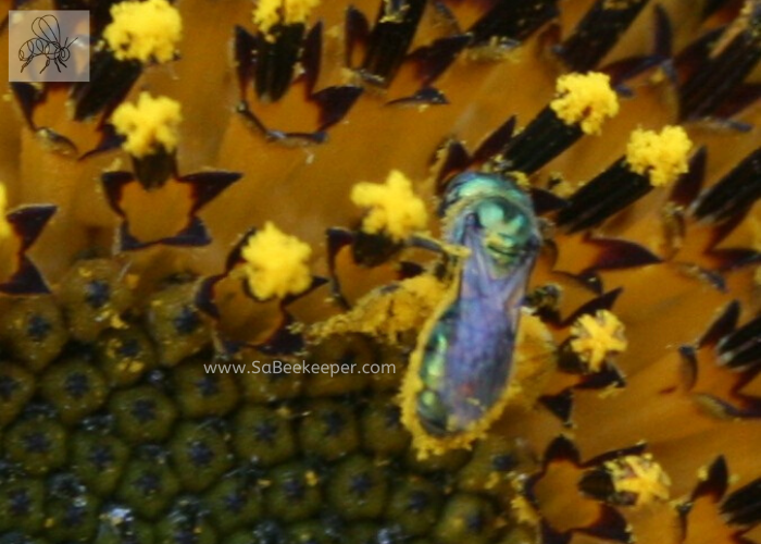 green sweat bee with pollen covered body on a sunflower
