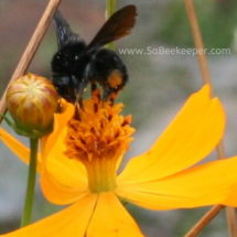 pollen on legs of the bumble bee