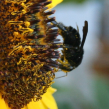 pollen on the bumble bee legs