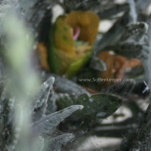 pulling the petals into the nest of leaves.