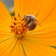 red bee obtaining pollen from the cosmos flowers