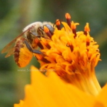 red cutter leaf bee