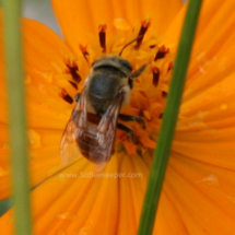 red leaf cutter bee on cosmos flowers