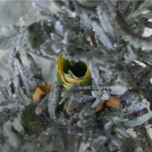 red leafcutter bee made a second nest next to the first.