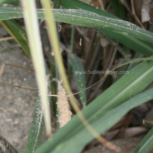 shaving fallen on the leaves and ground