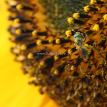 sunflower and blue sweat bee