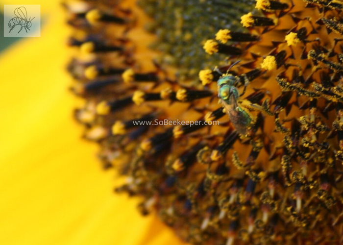 sunflower and pollen covered green sweat bee