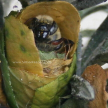the bee legs hanging out of the leafy nest.