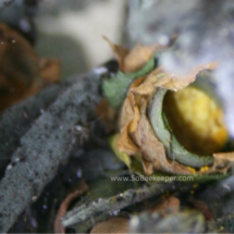 the nest with maybe pollen