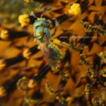 tiny blue sweat bee full of pollen