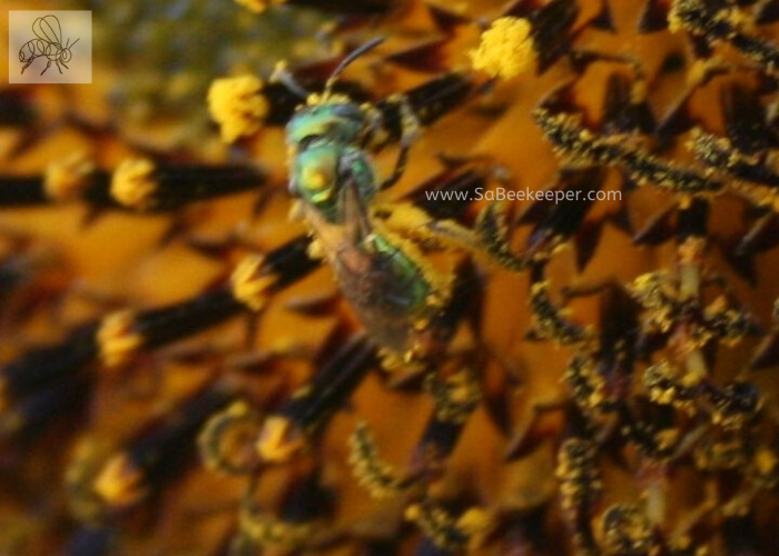 close up of this green sweat bee full of pollen