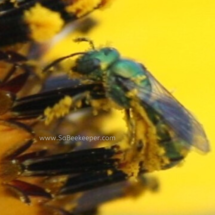 tiny sweat bee blue legs full of pollen