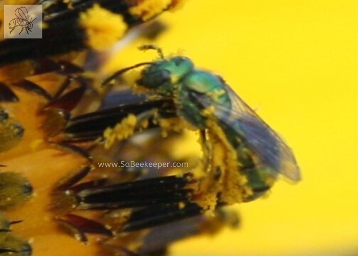 metallic green sweat bee with pollen all over its legs and body