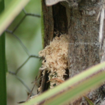 view of shavings from the hole in the tree