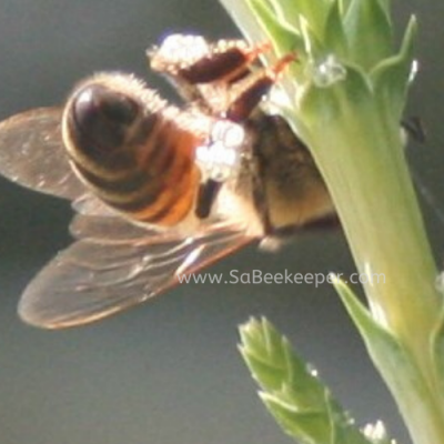 Wax Collecting by a Honey Bee